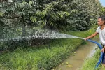 Nông dân xã Vĩnh Bình Bắc, huyện Gò Quao chăm sóc vườn sầu riêng sau khi hệ thống thủy lợi của tỉnh Kiên Giang dần khép kín giúp ngăn mặn, bảo vệ vùng ngọt vào mùa khô. (Ảnh: Thanh Liêm/TTXVN)
