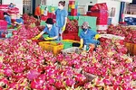 Thanh long bất ngờ soán ngôi 'vua' trái cây xuất khẩu Việt Nam