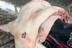 Phát hiện vụ mua bán thịt heo nhiễm dịch tả châu Phi
