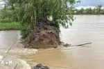 Cần Thơ: Vỡ đê bao cồn Sơn do triều cường lịch sử
