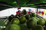 Xuất khẩu rau quả hướng đến mục tiêu kim ngạch 10 tỷ USD