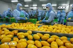 Chế biến sản phẩm xoài xuất khẩu sang thị trường Mỹ, châu Âu, Hàn Quốc, Nhật Bản ở nhà máy của Công ty CP Rau quả An Giang, tỉnh Lâm Đồng. (Ảnh: Vũ Sinh/TTXVN)