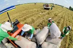 Nghịch lý xuất khẩu gạo đạt 1,57 tỷ USD nhưng doanh nghiệp vẫn lỗ nặng
