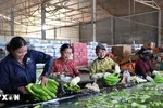 Sơ chế chuối xuất khẩu tại xưởng đóng gói của Công ty Cổ phần cao su Thống Nhất, xã Nghĩa Thành. (Ảnh: Hoàng Nhị/TTXVN) 