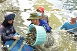 Người dân Cà Mau thu hoạch tôm công nghệ cao. (Ảnh: Chanh Đa/TTXVN) 