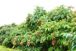 Vải thiều Bắc Ninh hướng tới chinh phục thị trường khó tính