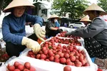 Bắc Ninh tiêu thụ hơn 4.000 tấn vải thiều sớm