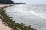 Bãi biển Hồ Tràm tràn ngập lục bình và rác thải