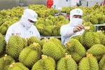 Xuất khẩu rau quả đạt 3,65 tỷ USD