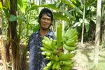 Quảng Ngãi: Nông dân ngán ngẩm với chuối 'tiến vua'