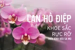 Lan hồ điệp khoe sắc rực rỡ trên đỉnh đèo Sa Mù 