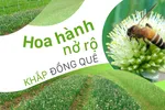 Hoa hành nở rộ khắp đồng quê
