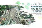 Cận cảnh hàng chục cây cổ thụ bị 'xẻ thịt' giữa rừng phòng hộ ở Bình Định