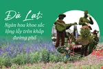 Đà Lạt: Ngàn hoa khoe sắc lộng lẫy trên khắp đường phố