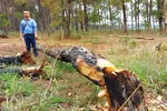 Rừng thông tuyệt đẹp ở Đắk Đoa bị “xẻ thịt”