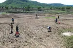 Mùa lên rẫy trỉa lúa ở vùng cao Gia Lai