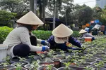 TPHCM: Nhà vườn mai tất bật chuẩn bị cho mùa hoa Tết