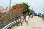 Hoa ngô đồng đỏ trên đảo Cù Lao Chàm vào mùa nở rộ