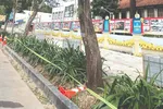 Làm mới vỉa hè hay 'bức tử' cây xanh? 