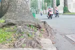 Rễ một cây xanh trên đường Huyền Trân Công Chúa (phường Bến Thành, TPHCM) trồi lên, lấn ra đường đi. Ảnh: MINH HẢI