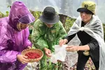 Đồng bào Xơ Đăng tất bật thu hoạch hạt sâm Ngọc Linh