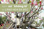 Ngắm sứ “khổng lồ” tại Làng hoa Sa Đéc
