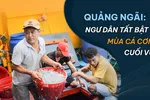 Quảng Ngãi: Ngư dân tất bật mùa cá cơm cuối vụ