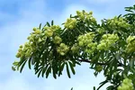 Hà Nội xem xét cắt tỉa chùm hoa sữa để giảm mùi quá nồng. Ảnh: V. NIỆM