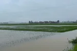 Phú Yên: Mưa trái mùa, hàng ngàn hecta lúa, hoa màu bị thiệt hại