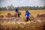 Nông dân ĐBSCL thu gom rơm sau thu hoạch. Ảnh: Ngọc Phúc