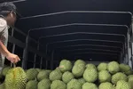 Ách tắc khâu kiểm nghiệm, giá sầu riêng chạm đáy 