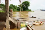 Sạt lở bờ sông Tiền uy hiếp nhiều hộ dân ở Đồng Tháp