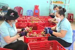 Đồng Tháp mở rộng vùng chuyên canh thanh long xuất khẩu