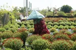 Đồng Tháp vào cuộc 'giải cứu' cúc mâm xôi nở sớm