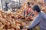 Khai thác phụ phẩm dừa, hướng làm giàu cho nông dân Đồng Tháp