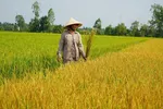Hơn 22.000m2 lúa trổ bông, chết bất thường tại Đồng Tháp