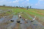 Đồng Tháp: Giải cứu đàn cò ốc có tên trong Sách đỏ