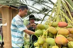 Chà là bén rễ vùng biên, mở lối đi mới cho nông dân
