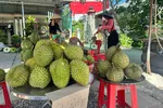 Đồng Tháp nâng chuẩn vùng trồng mở lối ra cho sầu riêng