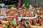Một điểm thu mua thanh long ở Đồng Tháp đang phân loại trái - Ảnh: Bùi Nguyên