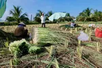 Cây sả vùng hạn mặn Đồng Tháp vươn tầm nhờ công nghệ