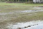 Đồng Tháp khẩn trương khắc phục thiệt hại trên rau màu