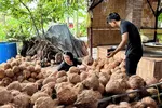 Đồng Tháp: Phát triển vùng dừa VietGAP lấy dầu, mở hướng xuất khẩu bền vững