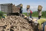 Hoàn thuế VAT: Hiệp hội Sắn ‘kêu cứu’ Chính phủ, Tổng cục Thuế nói gì?