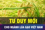 'Ông trùm' xuất khẩu phải nhập gạo, liệu có nghịch lý?