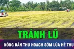 18 GIỜ HÔM NAY: Nông dân ĐBSCL chạy đua thu hoạch lúa hè thu