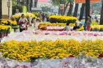 Các nhà vườn đưa hoa vào TPHCM phục vụ thị trường mua sắm tết tại công viên 23 tháng 9. Ảnh: ĐÌNH DƯ