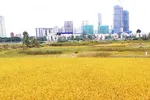 TPHCM sẽ không còn đất lúa