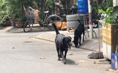 放養不帶嘴套的狗坦然在黃文政2公寓往來。