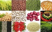 我國農產品加工工業在規模和附加值方面都蓬勃增長,每年達5% 至7%。(示意圖源:互聯網)